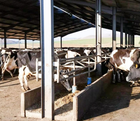 Prédio moderno pré-fabricado com estrutura de aço leve para avicultura, galinheiros e galpões de gado